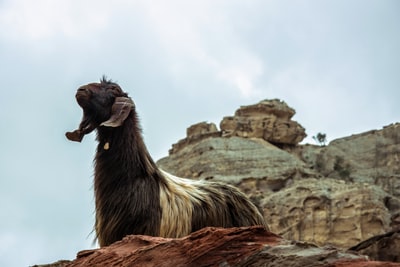 Mountain near the black and white animals
